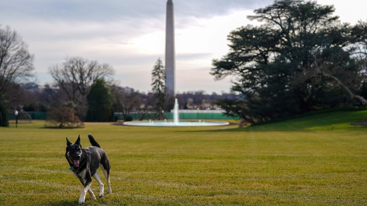 Bidenovi psi jsou po výcviku zpět v Bílém domě